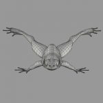Green Frog 3D Model Online | 3D Model Online