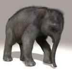 Elephant Calf 3D Model Online