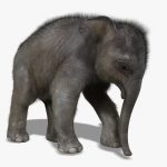 Baby Elephant 3D Model Online