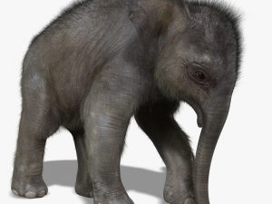 Baby Elephant 3D Model Online