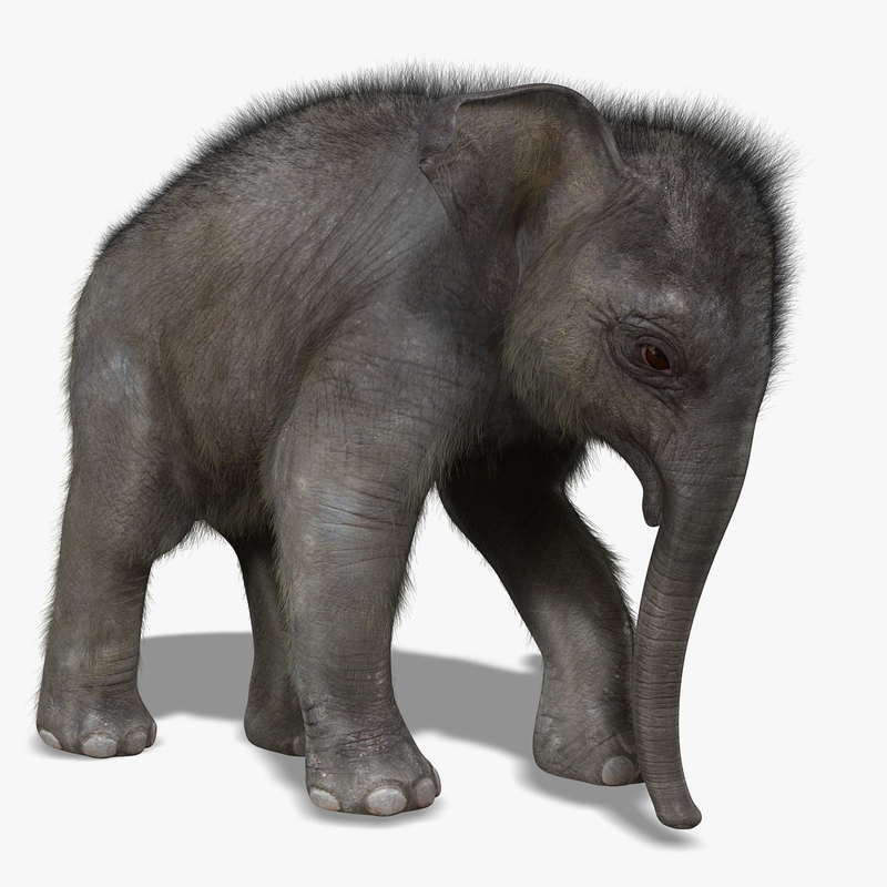 Baby Elephant 3D Model Online