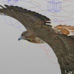 Hawk 3D Model Online | 3D Model Online