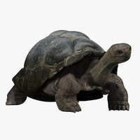 Tortoise 3D Model Online | 3D Model Online