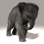 Elephant Calf 3D Model Online