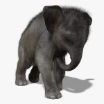 Elephant Calf 3D Model Online