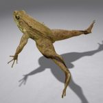Green Frog 3D Model Online | 3D Model Online