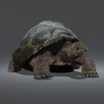 Tortoise 3D Model Online | 3D Model Online