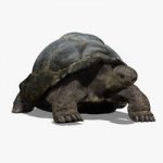 Tortoise 3D Model Online | 3D Model Online