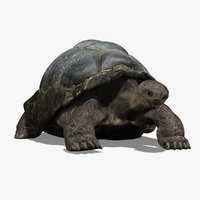 Tortoise 3D Model Online | 3D Model Online