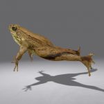 Green Frog 3D Model Online | 3D Model Online