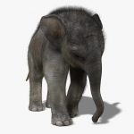 Elephant Calf 3D Model Online
