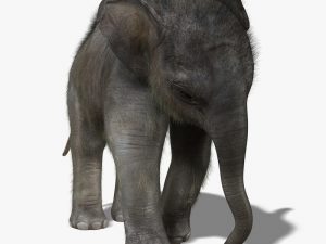 Elephant Calf 3D Model Online