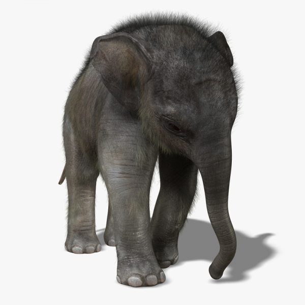 Elephant Calf 3D Model Online