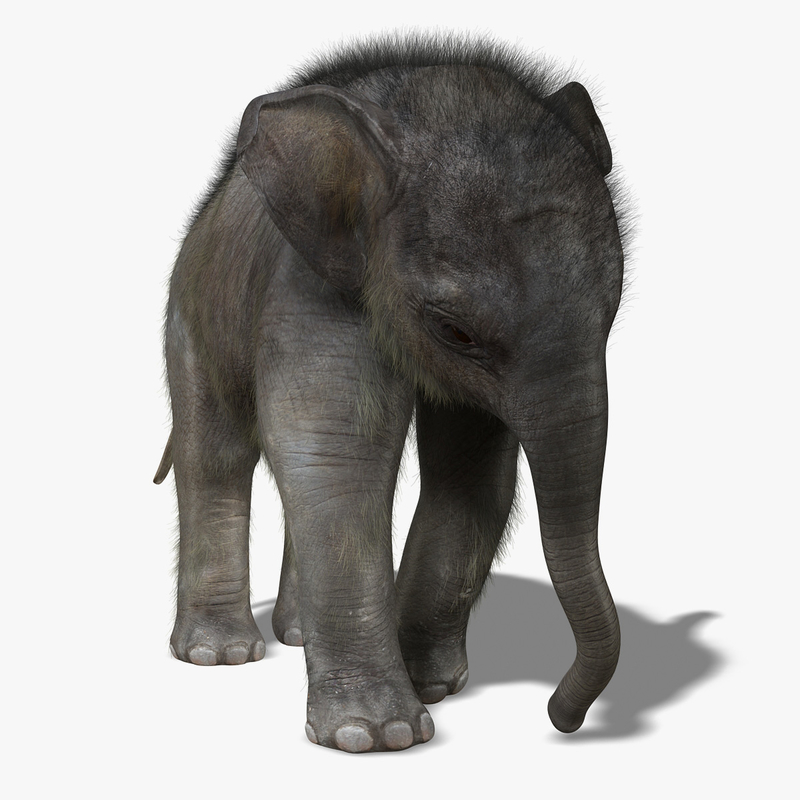 Elephant pet