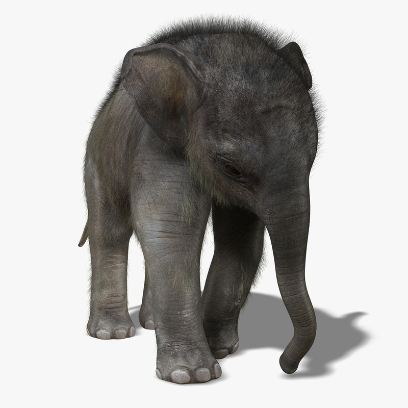 Elephant Calf 3D Model Online