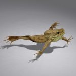Green Frog 3D Model Online | 3D Model Online