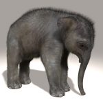 Elephant Calf 3D Model Online