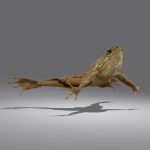 Green Frog 3D Model Online | 3D Model Online