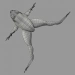 Green Frog 3D Model Online | 3D Model Online
