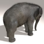 Elephant Calf 3D Model Online