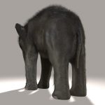 Elephant Calf 3D Model Online