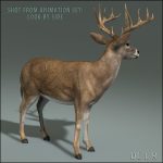 Deer (ANIMATED) 3D Model Online | 3D Model Online