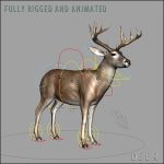 Deer (ANIMATED) 3D Model Online | 3D Model Online