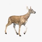 Doe (ANIMATED) 3D Model Online | 3D Model Online