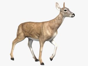 Doe (ANIMATED) 3D Model Online | 3D Model Online