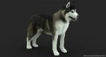 Siberian Husky 3D Model Online | 3D Model Online
