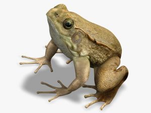 Green Frog 3D Model Online | 3D Model Online