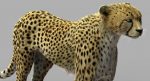 Cheetah (FUR) (ANIMATED) 3D Model Online | Animal 3D Model Online