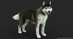 Siberian Husky 3D Model Online | 3D Model Online