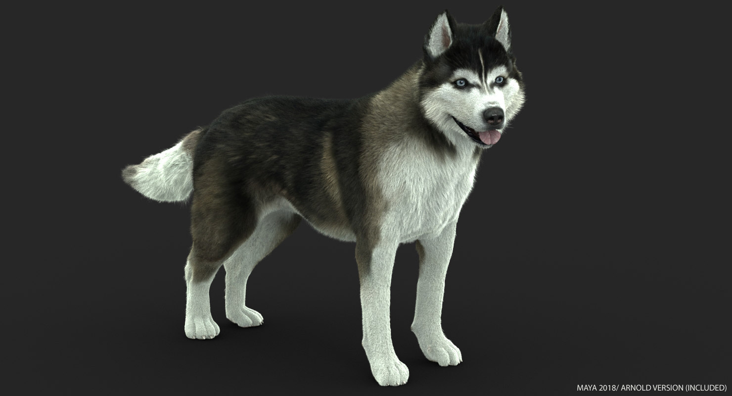 Buy SIBERIAN HUSKY (FUR) (ANIMATED) 3D Models Online