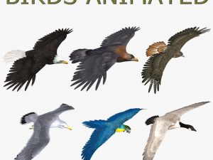 Birds 3D Model Online