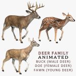 Deer 3D Model Online | 3D Model Online