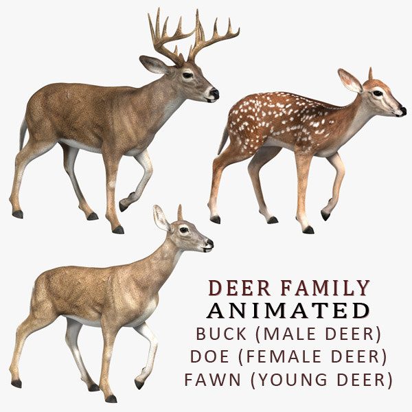 Deer 3D Model Online | 3D Model Online