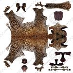 Leopard 3D Model Online | 3D Model Online