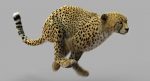 Cheetah (FUR) (ANIMATED) 3D Model Online | Animal 3D Model Online