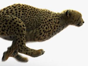 Cheetah (FUR) (ANIMATED) 3D Model Online | Animal 3D Model Online