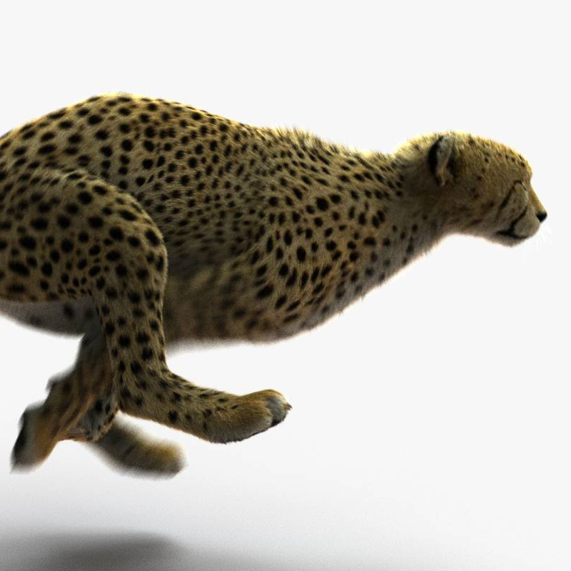 Cheetah (FUR) (ANIMATED) 3D Model Online | Animal 3D Model Online