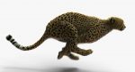 Cheetah (FUR) (ANIMATED) 3D Model Online | Animal 3D Model Online
