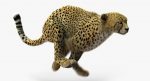 Cheetah (FUR) (ANIMATED) 3D Model Online | Animal 3D Model Online