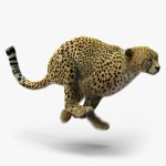 Cheetah (FUR) (ANIMATED) 3D Model Online | Animal 3D Model Online