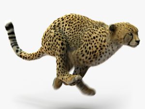 Cheetah (FUR) (ANIMATED) 3D Model Online | Animal 3D Model Online