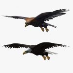 Eagles 3D Model Online | 3D Model Online