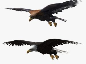 Eagles 3D Model Online | 3D Model Online