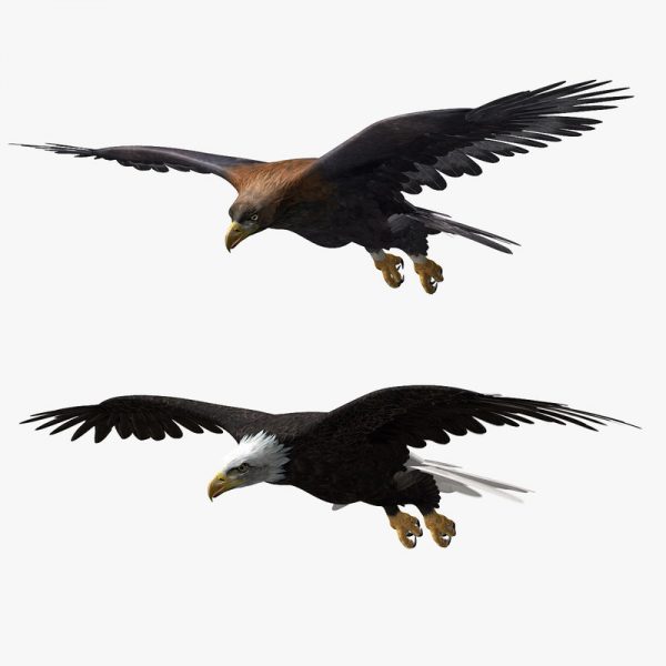 Eagles 3D Model Online | 3D Model Online