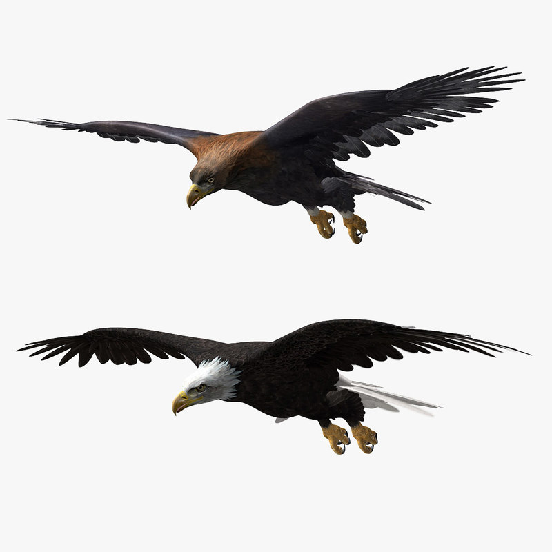 Eagles 3D Model Online | 3D Model Online