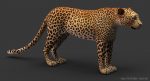 Leopard 3D Model Online | 3D Model Online